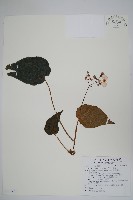 藏品(烏葉秋海棠)的圖片