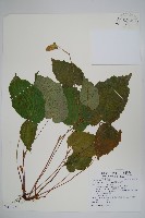 藏品(坪林秋海棠)的圖片