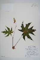 藏品(長翅秋海棠)的圖片