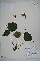 藏品(昌感秋海棠)的圖片