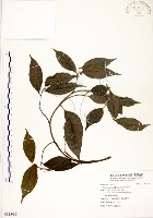 藏品(菲律賓榕)的圖片