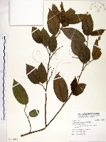 藏品(菲律賓榕)的圖片