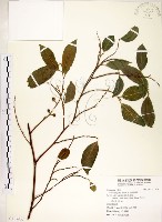 藏品(菲律賓榕)的圖片