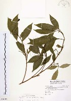 藏品(石苓舅)的圖片