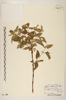 藏品(臺灣澤蘭)的圖片