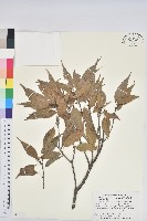 藏品(青剛櫟、鐵椆)的圖片