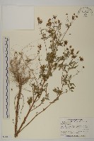 藏品(鬼針)的圖片