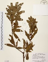 藏品(黃肉樹, 小梗木薑子)的圖片