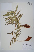 藏品(山橙)的圖片