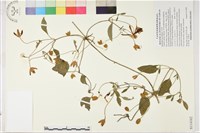 藏品(田代氏鐵線蓮)的圖片