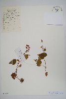藏品(秋海棠)的圖片