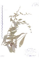 藏品(秋分草)的圖片