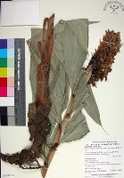 藏品(蘭嶼法氏薑)的圖片