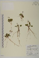 藏品(臺灣鬼督郵)的圖片