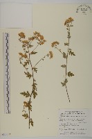 藏品(阿里山油菊)的圖片