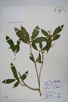 藏品(蘿芙木)的圖片