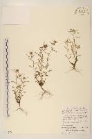 藏品(分枝鼠麴草)的圖片