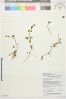 藏品(掌葉毛茛)的圖片