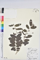 藏品(菲律賓饅頭果)的圖片