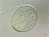 藏品(紫蘇、荏)的圖片