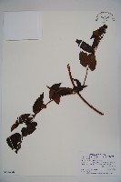 藏品(阿里山忍冬、漸尖葉忍冬)的圖片