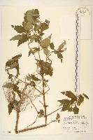 藏品(豨薟)的圖片