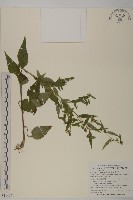 藏品(煙管草)的圖片