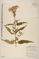 藏品(台灣澤蘭)的圖片