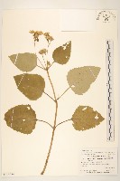 藏品(琉球蟛蜞菊)的圖片