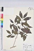 藏品(刺杜密)的圖片