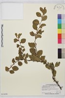 藏品(馬甲子)的圖片