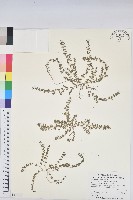 藏品(伏生大戟)的圖片