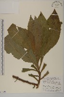 藏品(薄葉艾納香)的圖片