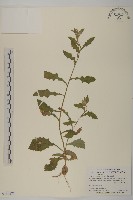 藏品(旗山艾納香)的圖片