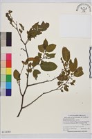 藏品(桶鉤藤)的圖片