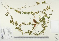 藏品(苦瓜)的圖片