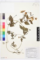 藏品(屏東鐵線蓮)的圖片