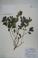 藏品(倒卵葉冬青、金平氏冬青)的圖片