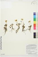 藏品(蓬萊毛茛)的圖片