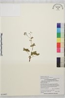 藏品(密葉唐松草)的圖片