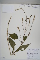 藏品(日本牛膝)的圖片