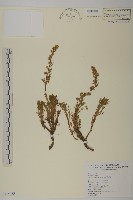 藏品(高山艾)的圖片