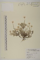 藏品(尼泊爾籟簫)的圖片