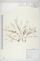 藏品(玉山筷子芥)的圖片