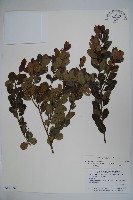 藏品(倒卵葉冬青、金平氏冬青)的圖片