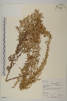 藏品(小艾、矮蒿)的圖片