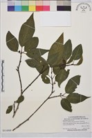 藏品(中原氏鼠李)的圖片