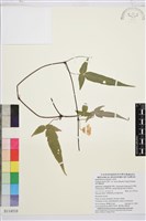 藏品(森氏鐵線蓮)的圖片