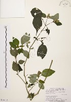 藏品(臺灣鱗球花)的圖片