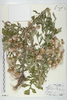 藏品(泥胡菜)的圖片